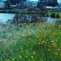 Bulbine bulbosa (Golden Lily) at Conder Ponds & stormwater drain - 31 Oct 1999 by michaelb