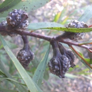 Hakea salicifolia at Campbell, ACT - 8 May 2015 09:28 AM