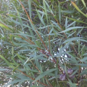 Hakea salicifolia at Campbell, ACT - 8 May 2015 09:28 AM