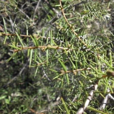 Acacia ulicifolia (Prickly Moses) at Mount Ainslie - 7 May 2015 by SilkeSma