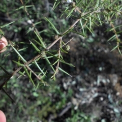 Acacia ulicifolia at Majura, ACT - 8 May 2015