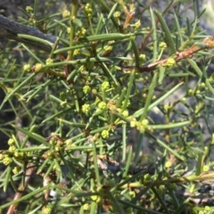 Acacia genistifolia (Early Wattle) at Majura, ACT - 8 May 2015 by SilkeSma