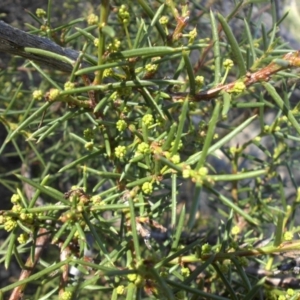 Acacia genistifolia at Majura, ACT - 8 May 2015