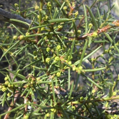 Acacia genistifolia (Early Wattle) at Majura, ACT - 8 May 2015 by SilkeSma