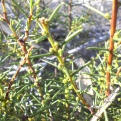 Acacia genistifolia at Majura, ACT - 8 May 2015