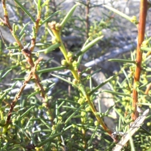 Acacia genistifolia at Majura, ACT - 8 May 2015 10:29 AM