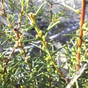 Acacia genistifolia at Majura, ACT - 8 May 2015