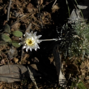 Leucochrysum albicans subsp. tricolor at Campbell, ACT - 8 May 2015