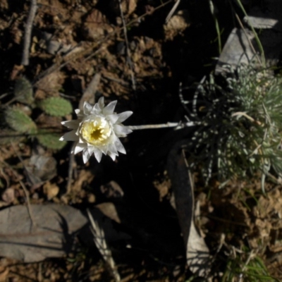 Leucochrysum albicans subsp. tricolor (Hoary Sunray) at Mount Ainslie - 8 May 2015 by SilkeSma
