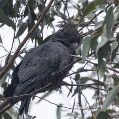 Callocephalon fimbriatum (Gang-gang Cockatoo) at Gossan Hill - 4 Sep 2018 by AlisonMilton