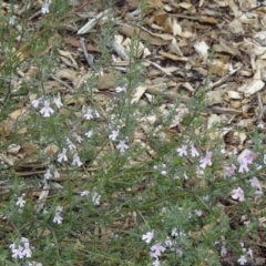 Westringia eremicola (Slender Western Rosemary) at Sth Tablelands Ecosystem Park - 30 Apr 2015 by galah681