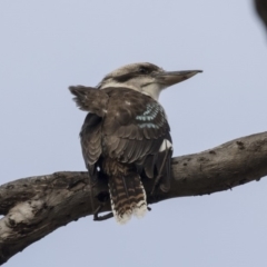 Dacelo novaeguineae (Laughing Kookaburra) at Bruce, ACT - 4 Sep 2018 by Alison Milton