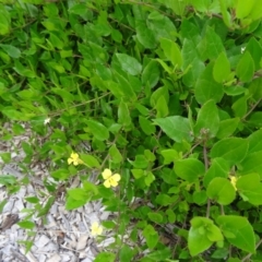 Goodenia ovata (Hop Goodenia) at Sth Tablelands Ecosystem Park - 30 Apr 2015 by galah681