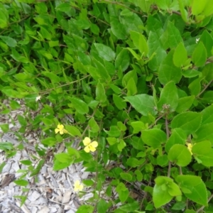 Goodenia ovata at Molonglo Valley, ACT - 30 Apr 2015 11:48 AM