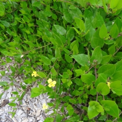 Goodenia ovata (Hop Goodenia) at Sth Tablelands Ecosystem Park - 30 Apr 2015 by galah681