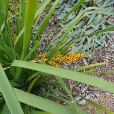 Lomandra longifolia (Spiny-headed Mat-rush, Honey Reed) at Molonglo Valley, ACT - 30 Apr 2015 by galah681