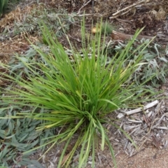 Lomandra longifolia at Molonglo Valley, ACT - 30 Apr 2015