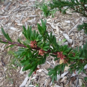 Grevillea iaspicula at Molonglo Valley, ACT - suppressed