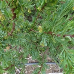 Grevillea iaspicula at Molonglo Valley, ACT - suppressed