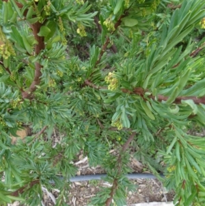 Grevillea iaspicula at Molonglo Valley, ACT - 30 Apr 2015