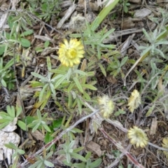 Coronidium scorpioides (Button Everlasting) at Sth Tablelands Ecosystem Park - 30 Apr 2015 by galah681