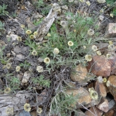Coronidium scorpioides at Molonglo Valley, ACT - 30 Apr 2015
