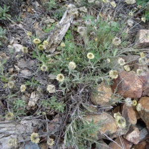 Coronidium scorpioides at Molonglo Valley, ACT - 30 Apr 2015 11:54 AM