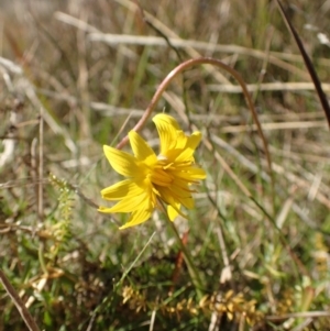 Microseris lanceolata at Mount Clear, ACT - 7 May 2015 12:44 PM