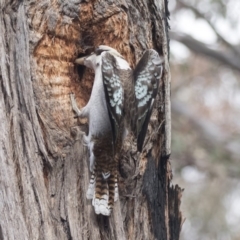 Dacelo novaeguineae (Laughing Kookaburra) at Gossan Hill - 4 Sep 2018 by Alison Milton