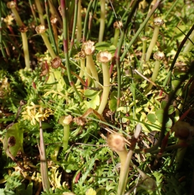 Cotula alpina (Alpine Cotula) at Namadgi National Park - 7 May 2015 by lyndsey