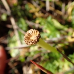 Cotula alpina at Mount Clear, ACT - 7 May 2015 12:41 PM