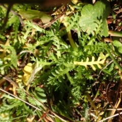 Cotula alpina at Mount Clear, ACT - 7 May 2015