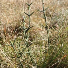 Discaria pubescens (Australian Anchor Plant) at Namadgi National Park - 7 May 2015 by lyndsey