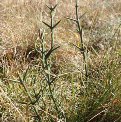 Discaria pubescens (Australian Anchor Plant) at Mount Clear, ACT - 7 May 2015 by lyndsey