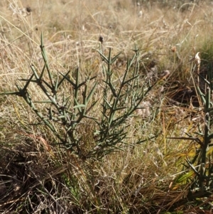 Discaria pubescens at Mount Clear, ACT - 7 May 2015