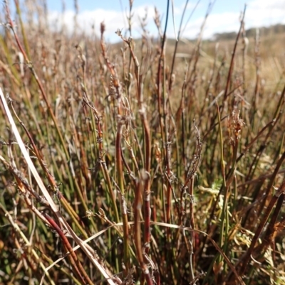 Empodisma minus (Spreading Rope-rush) at Mount Clear, ACT - 7 May 2015 by lyndsey