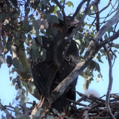 Aquila audax (Wedge-tailed Eagle) at Isaacs Ridge and Nearby - 16 Sep 2018 by Mike