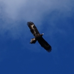 Aquila audax at Isaacs Ridge - 16 Sep 2018 04:49 PM