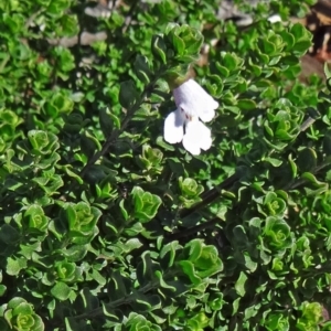 Prostanthera cuneata at Molonglo Valley, ACT - 7 May 2015 11:01 AM