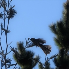 Rhipidura albiscapa (Grey Fantail) at Isaacs Ridge and Nearby - 16 Sep 2018 by Mike