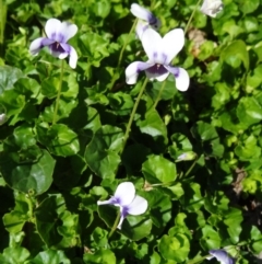 Viola hederacea (Ivy-leaved Violet) at Sth Tablelands Ecosystem Park - 7 May 2015 by galah681