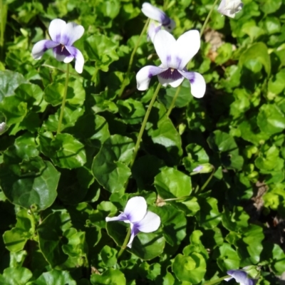 Viola hederacea (Ivy-leaved Violet) at Molonglo Valley, ACT - 7 May 2015 by galah681