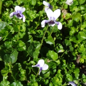 Viola hederacea at Molonglo Valley, ACT - 7 May 2015