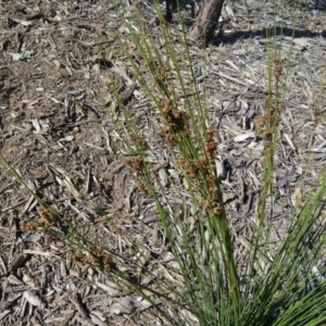 Juncus usitatus at Molonglo Valley, ACT - 7 May 2015 10:54 AM