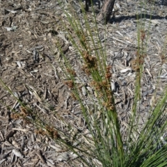 Juncus usitatus (Common Rush) at Molonglo Valley, ACT - 7 May 2015 by galah681