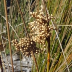 Juncus usitatus at Molonglo Valley, ACT - 7 May 2015 10:54 AM