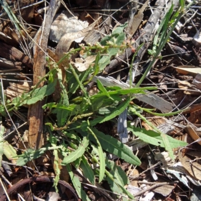 Rumex brownii (Slender Dock) at Sth Tablelands Ecosystem Park - 7 May 2015 by galah681