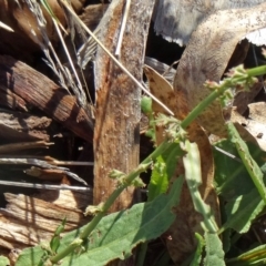 Rumex brownii at Molonglo Valley, ACT - 7 May 2015 11:01 AM