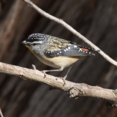 Pardalotus punctatus (Spotted Pardalote) at Bruce, ACT - 4 Sep 2018 by Alison Milton