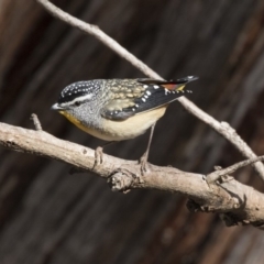 Pardalotus punctatus at Bruce, ACT - 4 Sep 2018 01:59 PM